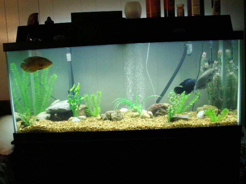 Rated #3280: 75 Gallons Freshwater Fish Tank - 75 gallon