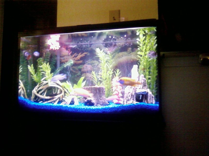 Rated #3453: 29 Gallons Freshwater Fish Tank - View of whole tank and stand.
