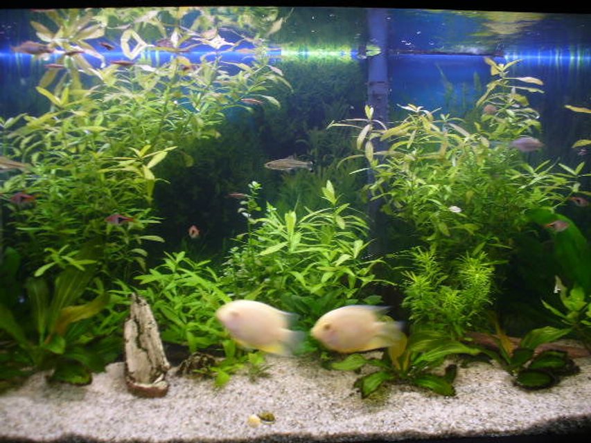 Rated #1668: 66 Gallons Freshwater Fish Tank - another view