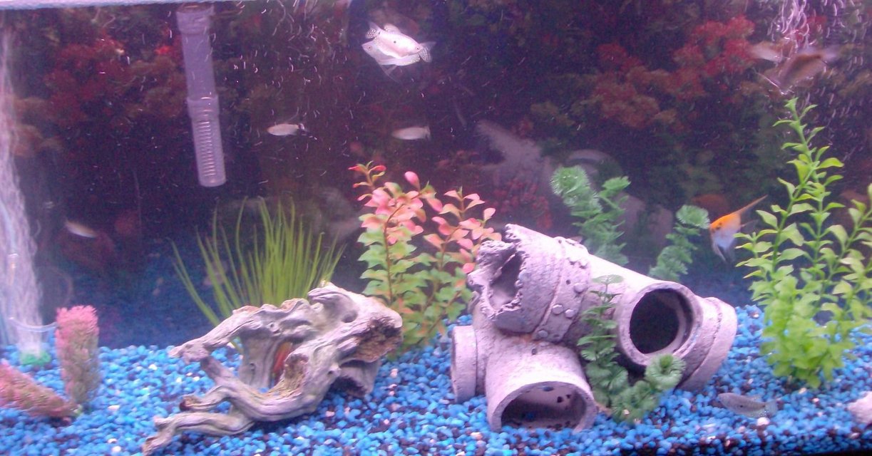 Rated #3589: 55 Gallons Freshwater Fish Tank - additional pic
