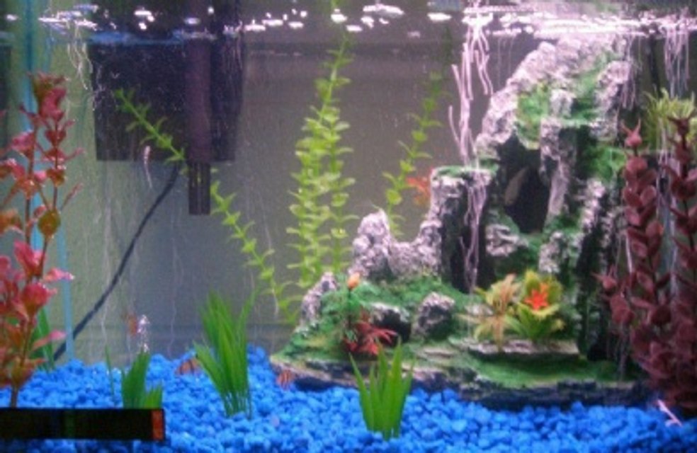 Rated #3731: 10 Gallons Freshwater Fish Tank - My 10 gallon tank with 6 tiger barbs, 1 chinese algae eater and 1 mini crab