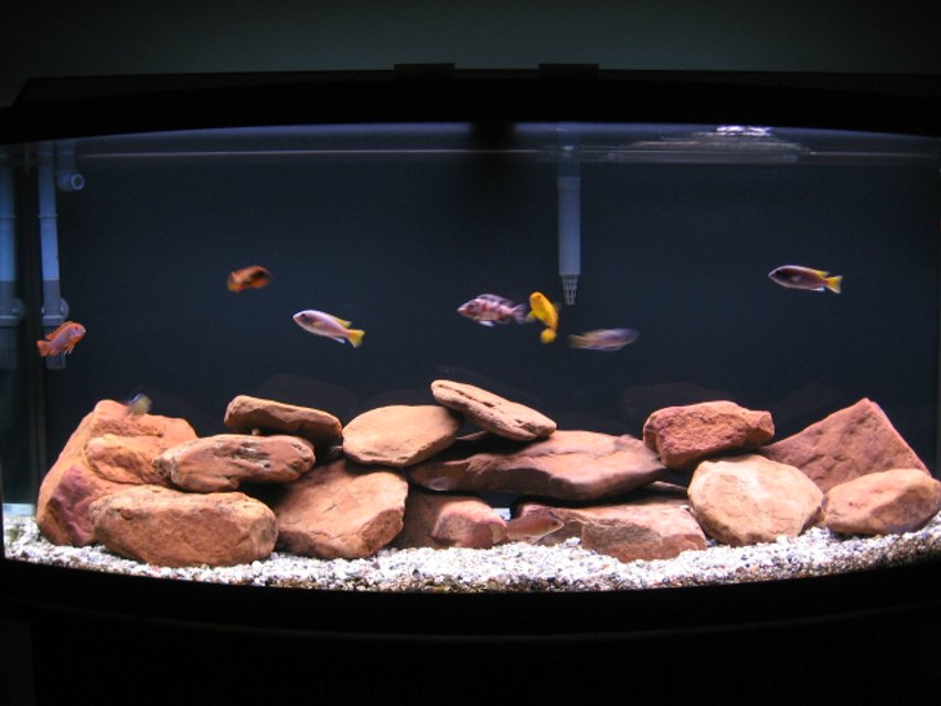 Rated #2076: 72 Gallons Freshwater Fish Tank - The Box Of Water