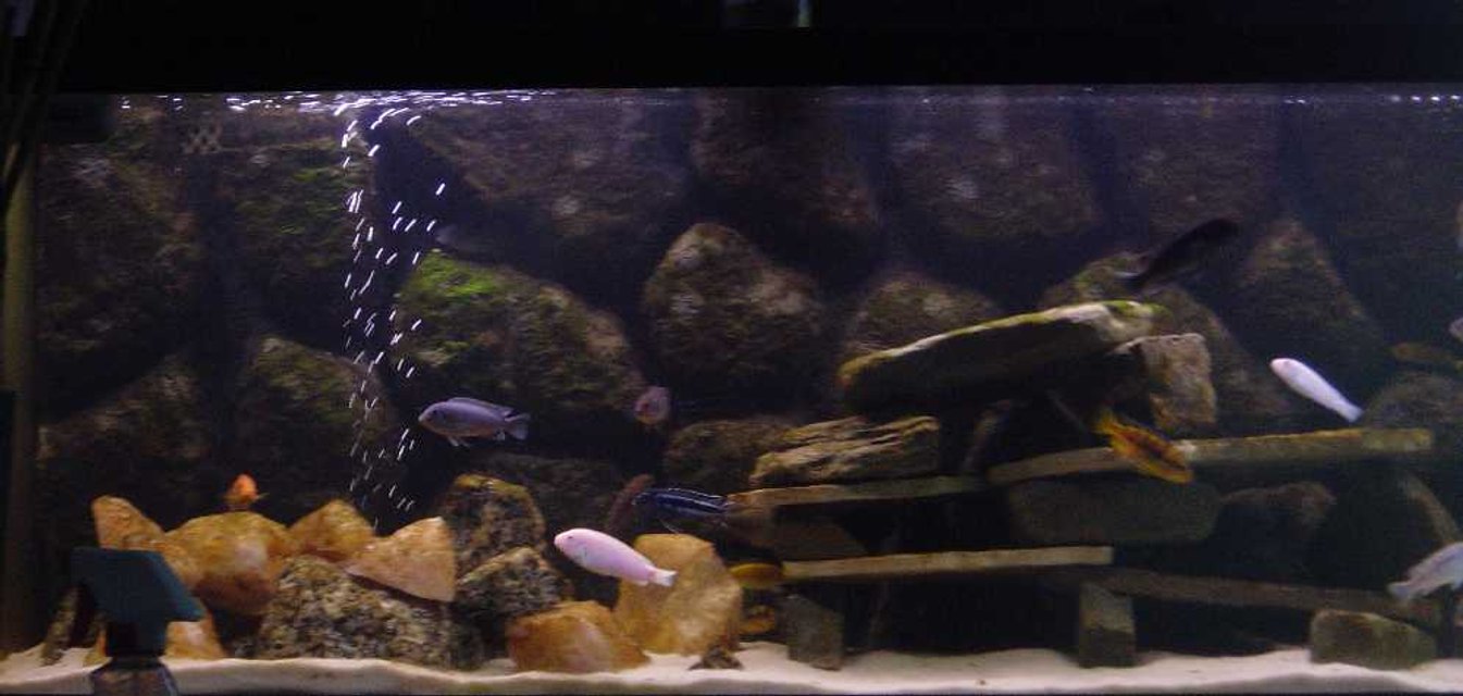 Rated #2462: 75 Gallons Freshwater Fish Tank - Malawi Tank