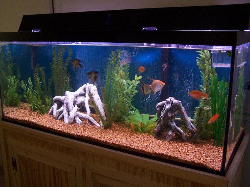 Rated #1760: 75 Gallons Freshwater Fish Tank - this is my tank, you can see a white spot on the filter tube--that are the angelfish eggs. :o)