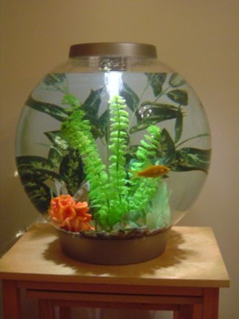 Rated #3873: 10 Gallons Freshwater Fish Tank - This is Bob in his 60L (10 gallon) BiOrb tank.