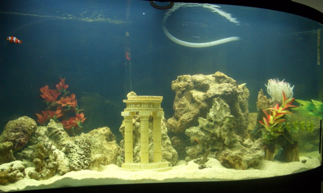 Rated #3847: 95 Gallons Freshwater Fish Tank - 95 Gallon WAVE tank.  Eible Angel, 3-Stripe Damsel, Royal Gramma, Bullet Goby, True Percula Clown, Regal Tang.  UV sterilizer, Berlin Protein skimmer.  Wet/Dry filter w/overflow powered by Rio 2100+.  100 pounds of live rock, 100 pounds of live sand. 2 Cleaner shrimp. 5 Turbo Snails.