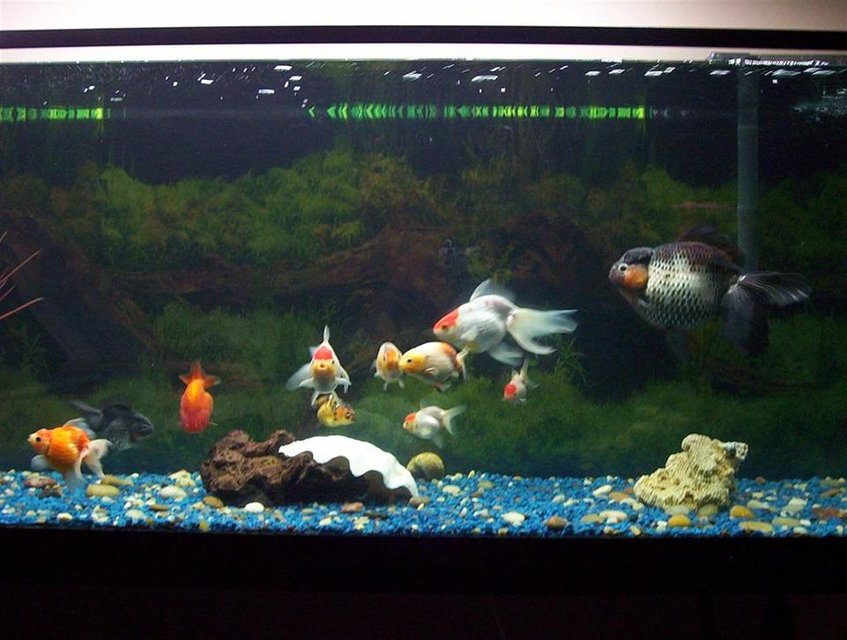 Rated #3866: 125 Gallons Freshwater Fish Tank - The Gathering, This is a 125 gallon tank with a number of different Fancy Goldfish in it. The tank has been in the works about a year now and we are in hopes to have it the way we want it in about another year or so.