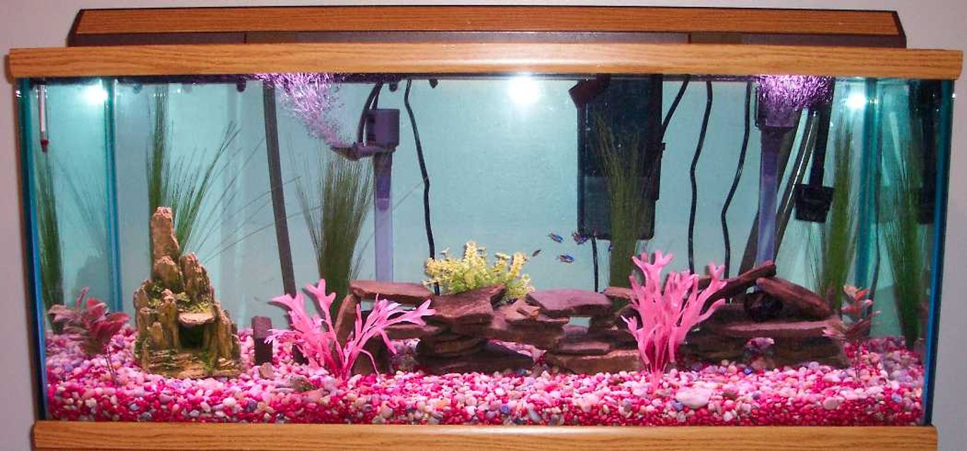 Rated #4018: 75 Gallons Freshwater Fish Tank - 75 Gallon Oceanic. UGF ran by 2 Marineland Maxi Jet 600 Power heads, Magnum 350 Pro Canister Filter with 2 biowheels, and temporaraly using a Marineland HOT filter as well.  I currently have a school of Neons but will be switching to a Malawian tank as soon as it is fully established. No the gravel is not pink, I don't know why the photo looks that way but it is natural pebble and some red.