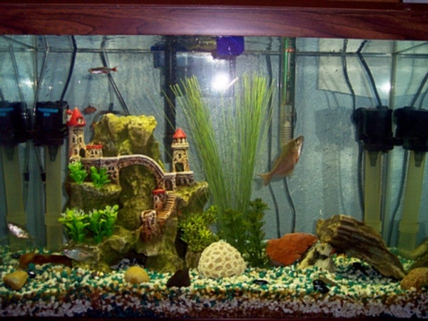 Rated #4048: 20 Gallons Freshwater Fish Tank - My 20 Gal. H Fish Tank With 14 Fish!!!