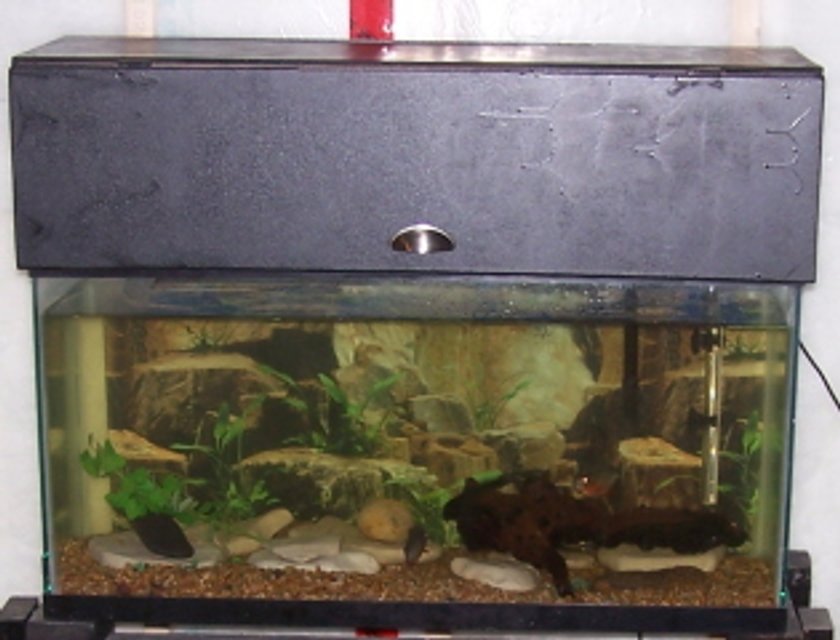 Rated #4181: 35 Gallons Freshwater Fish Tank - This is my freshwater tank with 3 red bellied pirhanas.