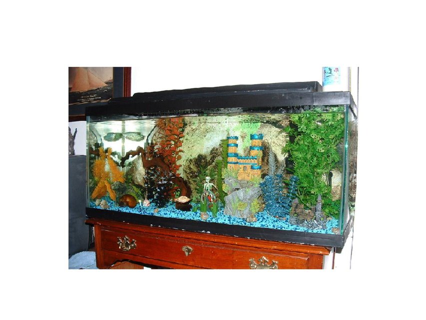 Rated #4006: 30 Gallons Freshwater Fish Tank - This is my first tank but it has been up and running with good success for over a year now.  My oldest fish is my Opaline Gourami at just over a year old and my newest is my Phantom Tetra and Dalmation Balloon Molly. I got them a month ago. UPDATE - Just got a Rhino Plecostomus.  Cool little guy. Can't wait till he gets bigger.