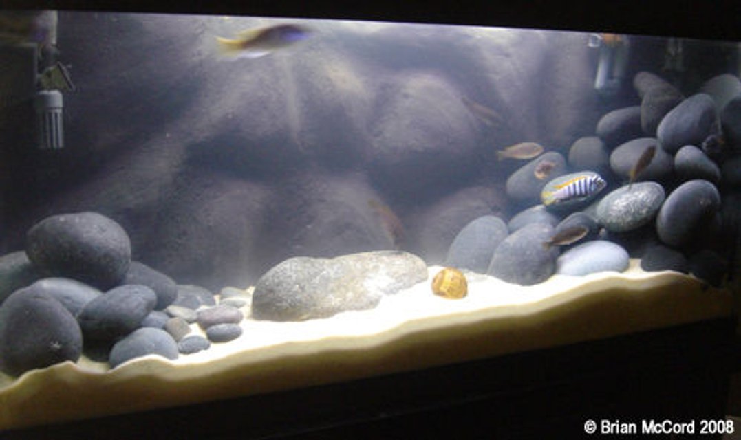 Rated #604: 26 Gallons Freshwater Fish Tank - 30 Gallon Cynotilapia afra "Jalo Reef" species tank.