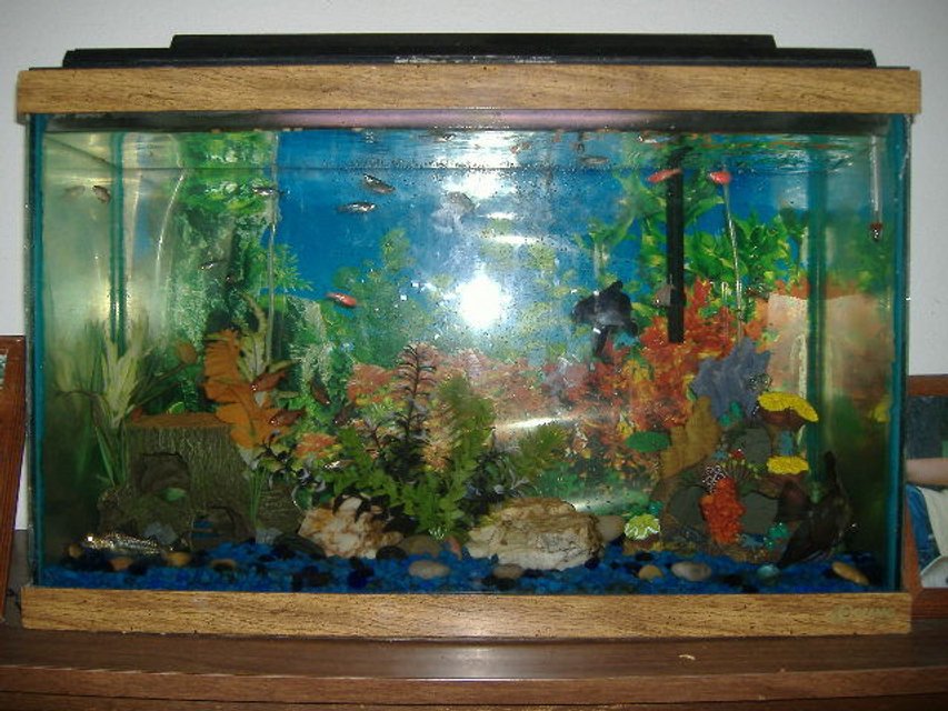 Rated #3334: 30 Gallons Freshwater Fish Tank - 30 gallon tank