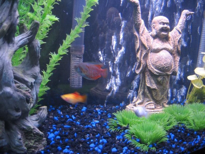 Rated #3538: 55 Gallons Freshwater Fish Tank - close up of buddha statue