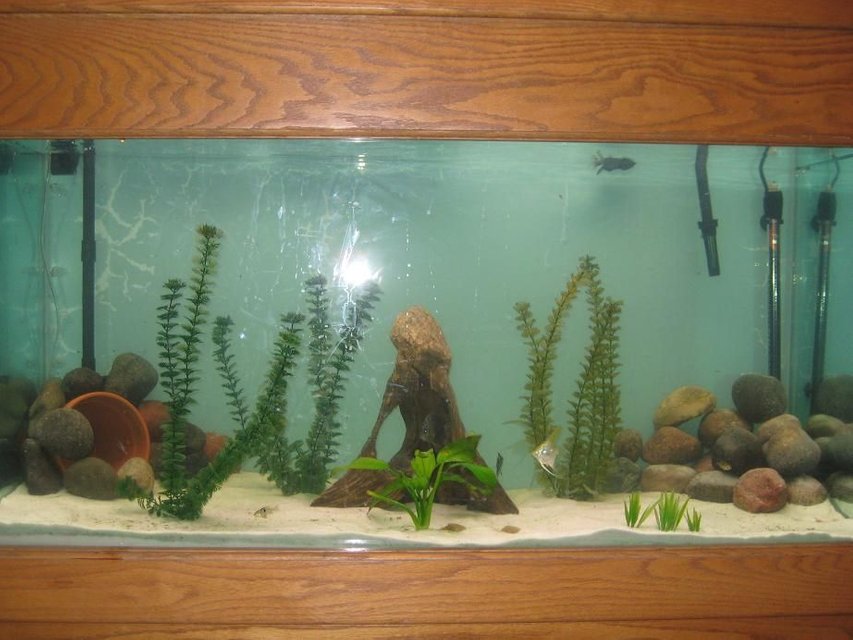 Rated #3539: 65 Gallons Freshwater Fish Tank - this is my 90 gallon freshwater tank. it is an all glass aqarium. it has 4 floresecent compact lights in canopy. im running a 350 magnum, with also a hang on tank HOT marineland.