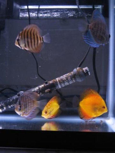 Rated #4178: 55 Gallons Freshwater Fish Tank - 20 gallon discus grow out tank