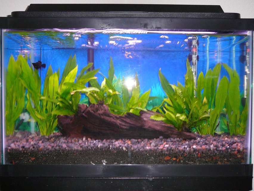 Rated #3292: 10 Gallons Freshwater Fish Tank - 02 July 2008 (1 Balloon Molly, 1 Otocinclus Catfish, Java Fern, Amazon Sword)