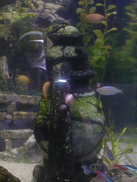 Rated #4060: 120 Gallons Freshwater Fish Tank - side view