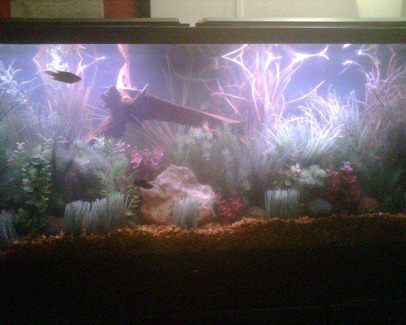 Rated #3408: 55 Gallons Freshwater Fish Tank - A few live plants, but mostly fake plants.