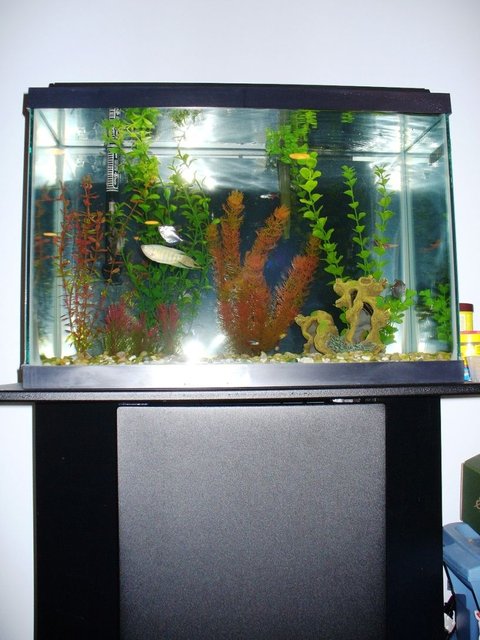 Rated #3383: 20 Gallons Freshwater Fish Tank - same 20 gallon, full shot with part of the stand