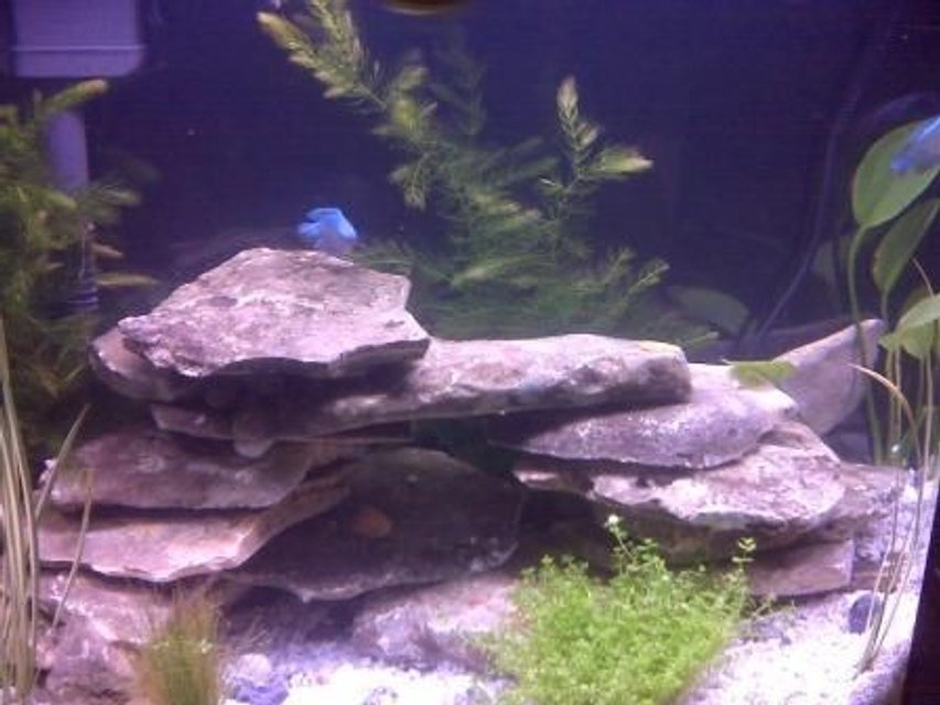 Rated #3030: 16 Gallons Freshwater Fish Tank - A great tank worthy of top 10!