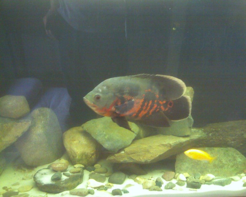 Rated #3967: 55 Gallons Freshwater Fish Tank - 55 Gal