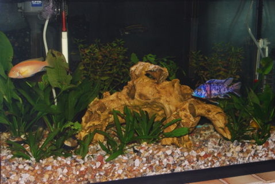 Rated #3299: 29 Gallons Freshwater Fish Tank - 29 gal freshwater