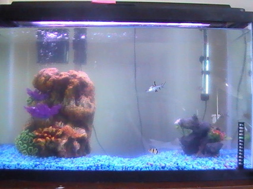 Rated #4152: 30 Gallons Freshwater Fish Tank - Full-View of Tank