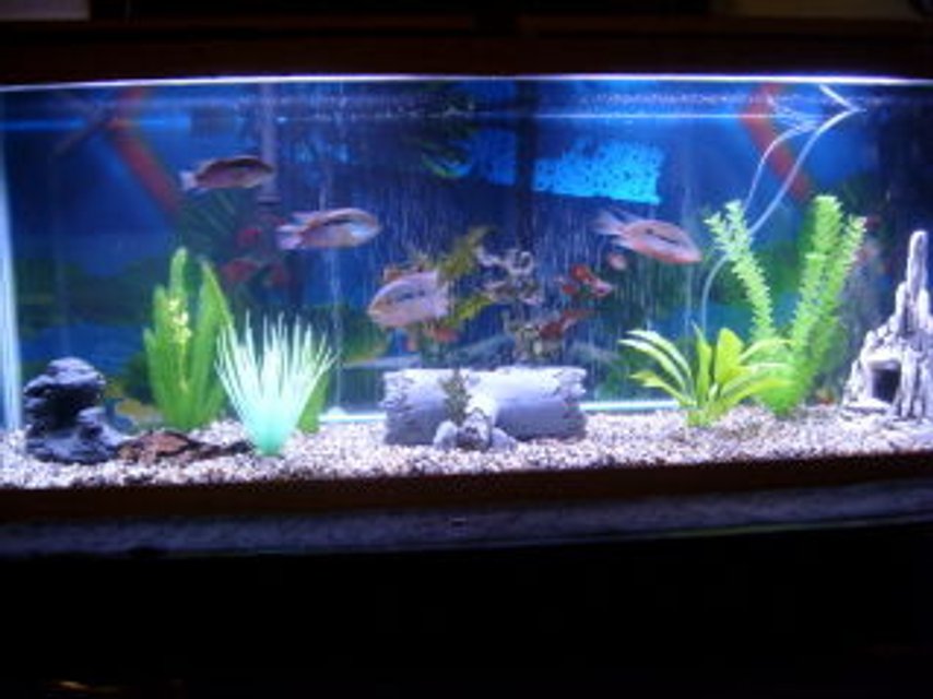 Rated #2803: 55 Gallons Freshwater Fish Tank - 55 Gal South American Cichlid Setup