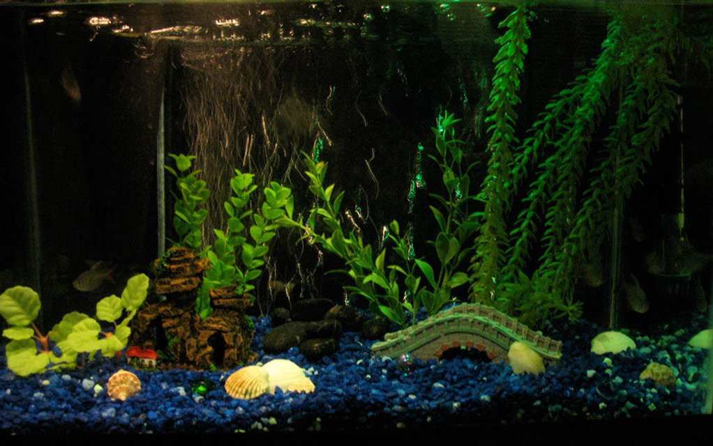 Rated #3912: 10 Gallons Freshwater Fish Tank - 10 gallon, fake plants, 6 Columbia Tetras and 2 corydora catfish