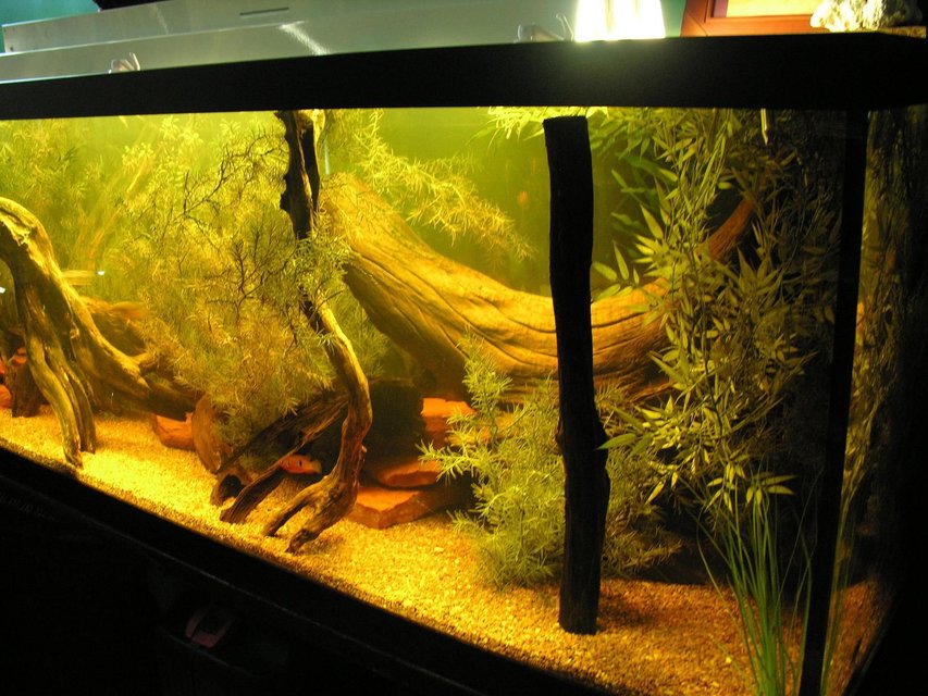 Rated #750: 120 Gallons Freshwater Fish Tank - another tank pic