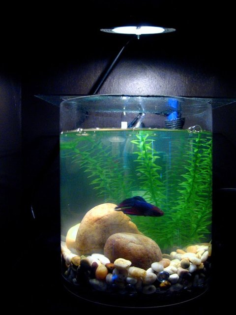Rated #3989: 2 Gallons Freshwater Fish Tank - Another view of the bowl from about 4 feet at exactly my eye height (5'10").  The bowl is located in the 3rd partition of a book shelf.