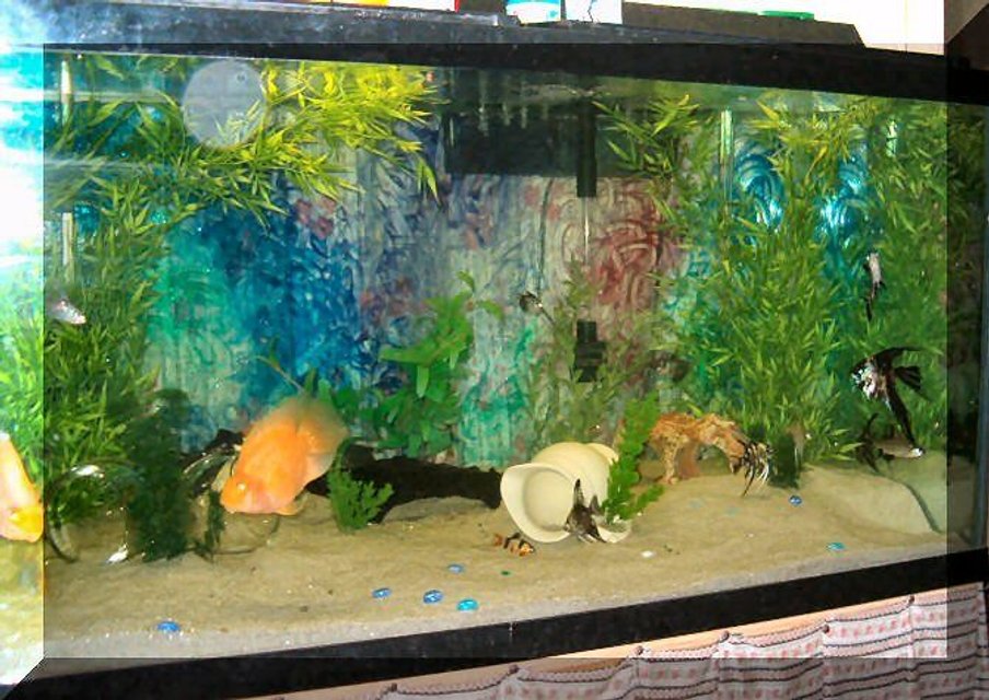 Rated #3590: 120 Gallons Freshwater Fish Tank - My 125 gal converted to White silica sand.