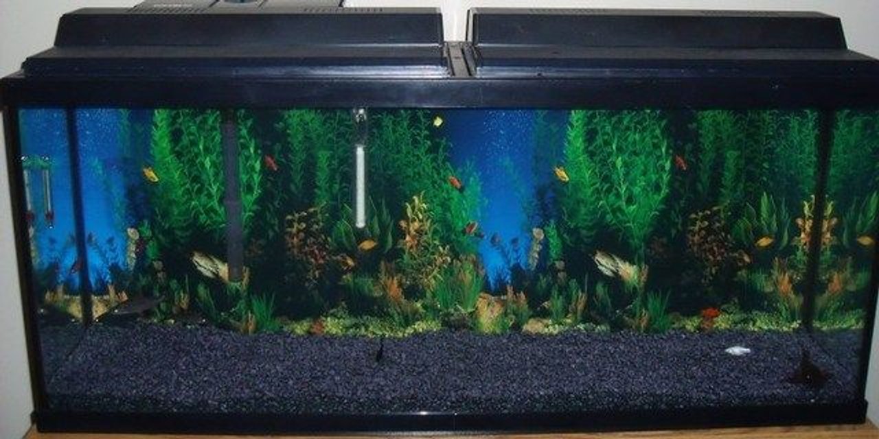 Rated #3727: 55 Gallons Freshwater Fish Tank - New 55 gallon set-up. Changed out blue gravel for black gravel and added a new background.Buying plants and driftwood next week.
