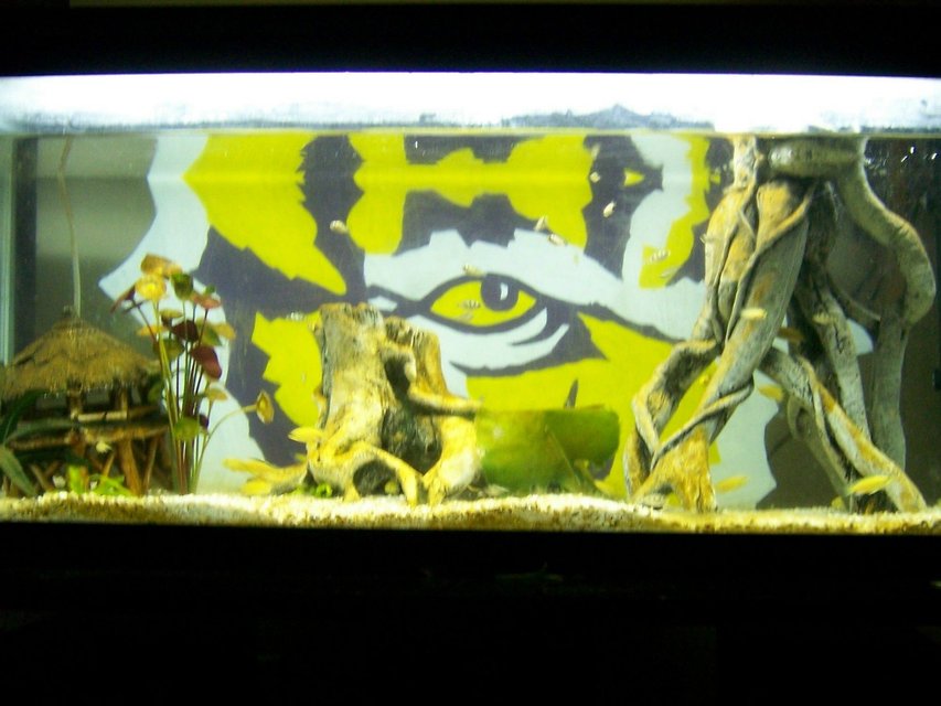 Rated #3867: 30 Gallons Freshwater Fish Tank - Our 40 gallon cichlid baby tank...3 generations of babies in here + 1 bristlenose pleco