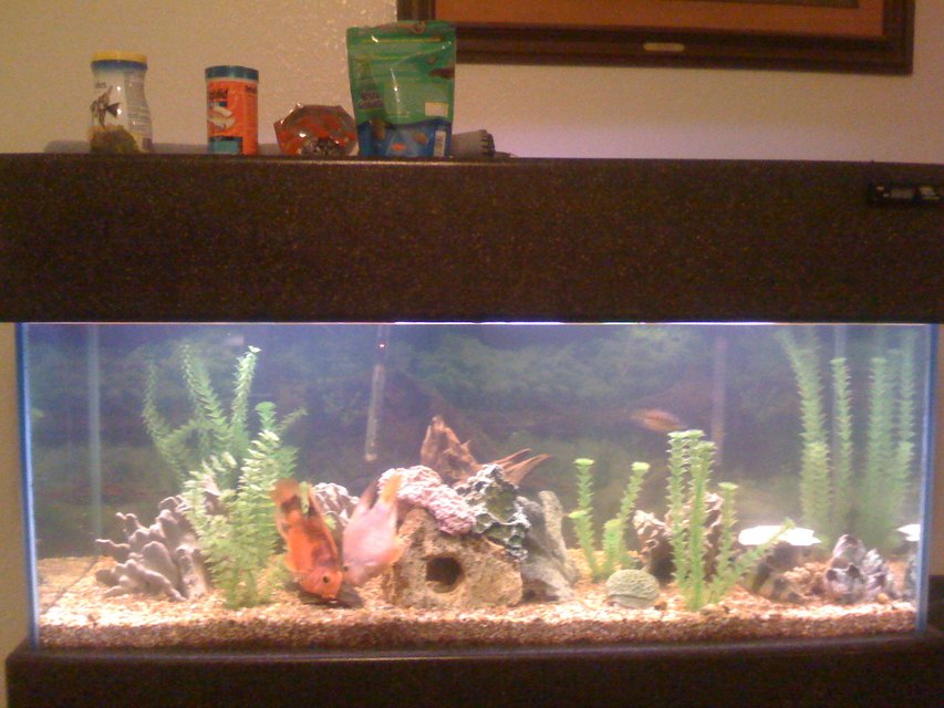 Rated #3417: 75 Gallons Freshwater Fish Tank - My 75