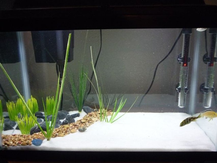 Rated #3175: 125 Gallons Freshwater Fish Tank - my 10 gallon tank that holds a few of the fish that will be in my 125 gallon tank when it is ready

2 Venustus Cichlids
1 Electric Yellow Cichlid
1 Green Spotted Puffer
1 Albino Bushy Nose Pleco
