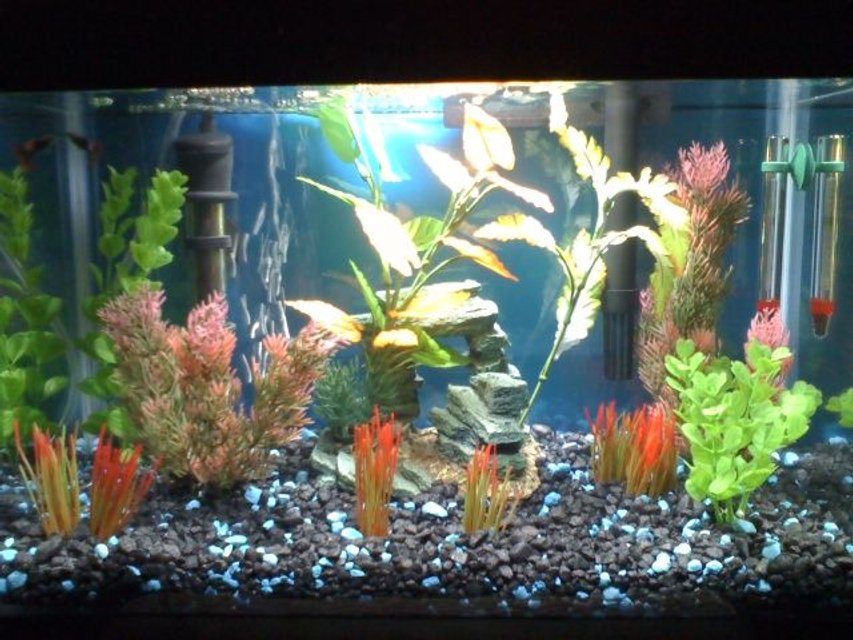 Rated #3936: 5 Gallons Freshwater Fish Tank - Freshwater 5GL Tank. 3 weeks old  Starter fish only