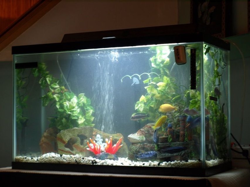Rated #3547: 29 Gallons Freshwater Fish Tank - My first fish tank! - Still very new at this