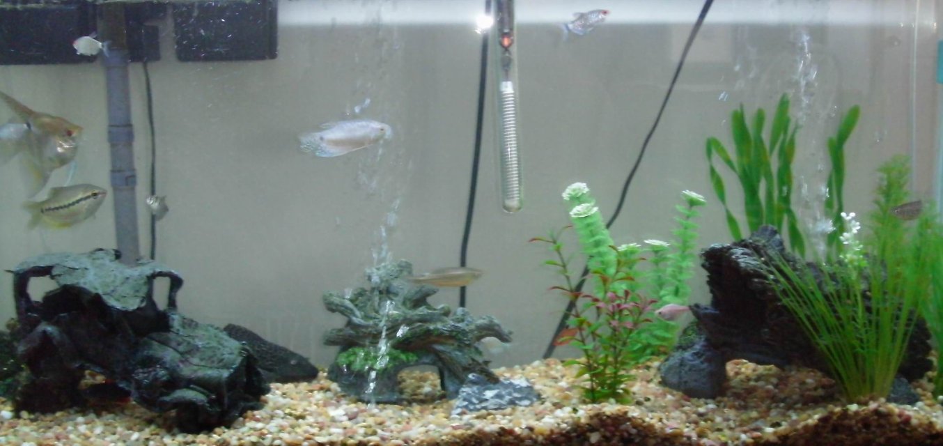 Rated #3380: 55 Gallons Freshwater Fish Tank - my first tank