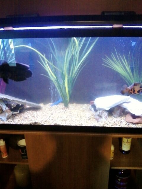 Rated #3789: 90 Gallons Freshwater Fish Tank - rearranged