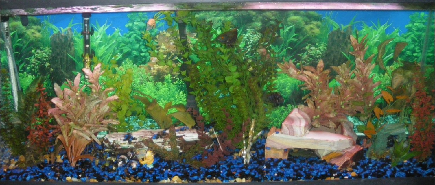 Rated #3002: 55 Gallons Freshwater Fish Tank - My Oscar and Convict Cichlid Tank