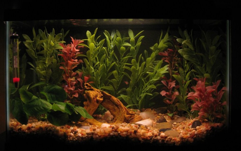 Rated #1669: 5 Gallons Freshwater Fish Tank - 5.5 gallon w/ neons and black mystery snail