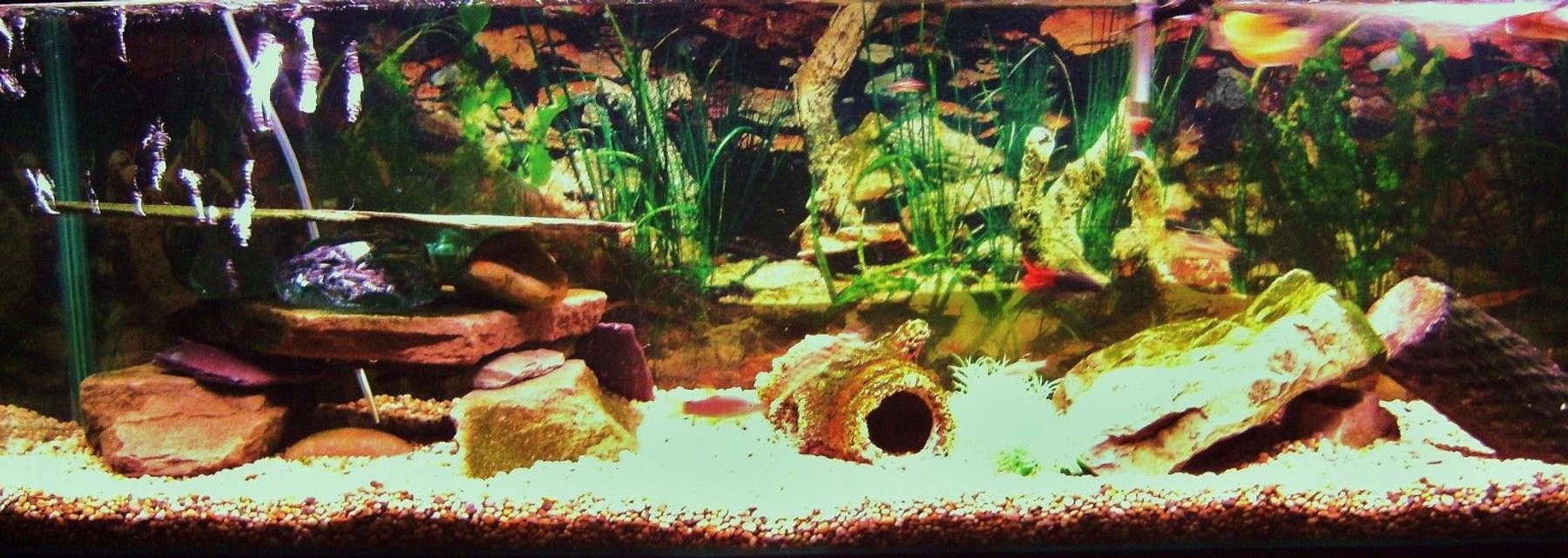 Rated #3901: 25 Gallons Freshwater Fish Tank - not the best pic but will update asap...