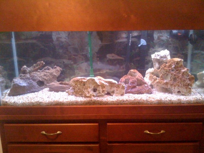 Rated #3755: 75 Gallons Freshwater Fish Tank - 75 Gallon African Chiclid tank. Fish are all hiding when the picture is taken. However, I have about 20 chiclids ranging in sizes between 2 inch to 6 inch. Just setup the new 75 gallon.  As I retired my older 75 gallon tank.