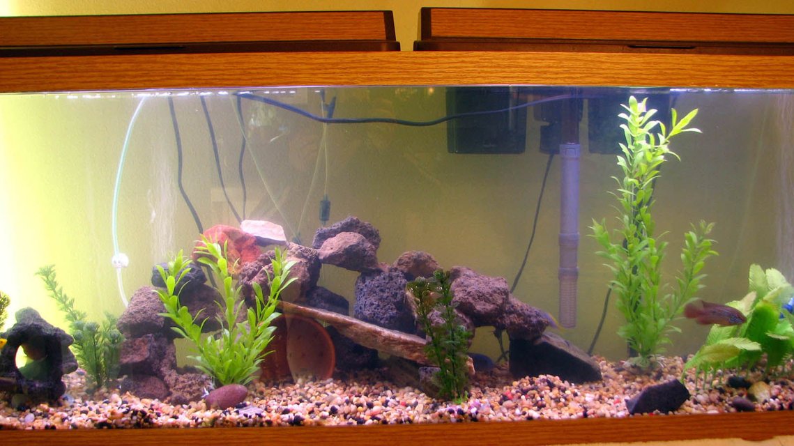 Rated #3388: 55 Gallons Freshwater Fish Tank - This is my 55 gal. cichlid tank (still a work in progress). Not the best picture, so a new one will be coming soon! Thanks for looking!