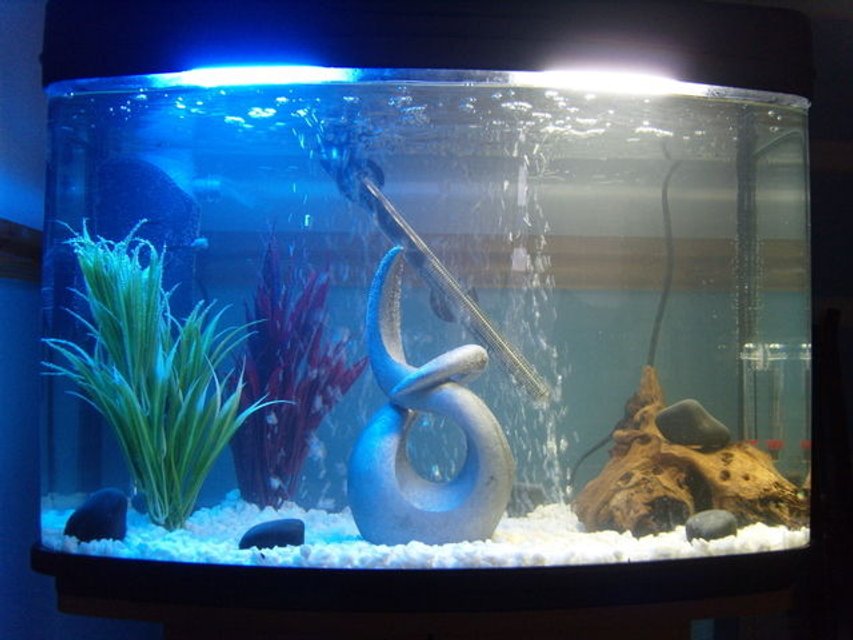 Rated #3361: 22 Gallons Freshwater Fish Tank - My first thank that I set up myself!