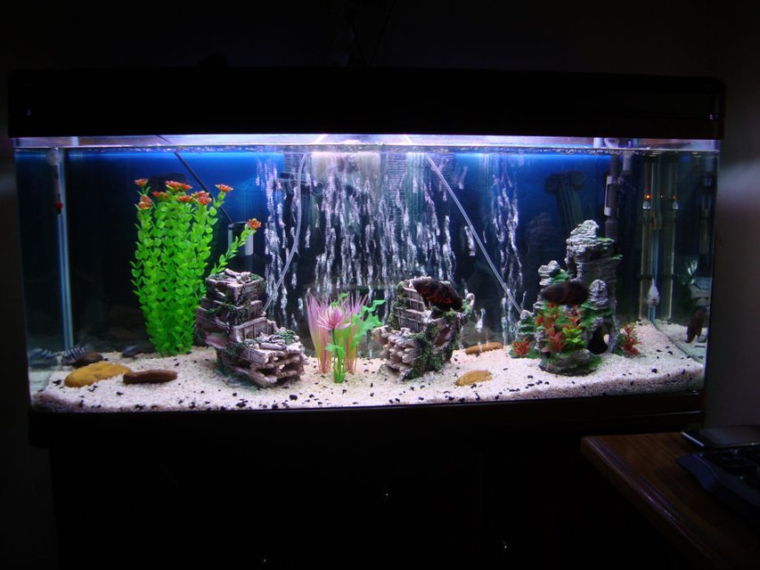 Rated #2744: 75 Gallons Freshwater Fish Tank - A Nice Pic of my 75Gal Aquarium
