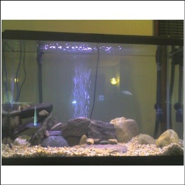 Rated #4162: 45 Gallons Freshwater Fish Tank - another angle