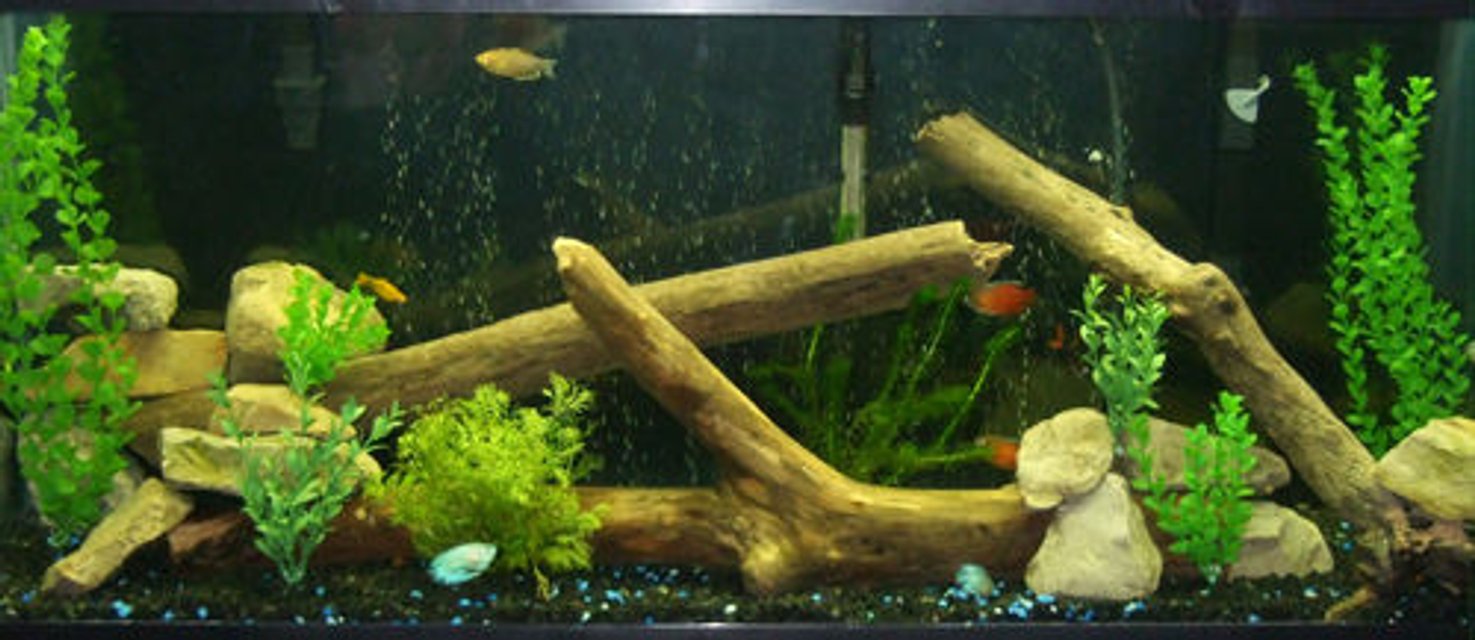 Rated #2702: 55 Gallons Freshwater Fish Tank - 55 Gallon Freshwater Tank with driftwood and rocks from the Maumee River